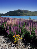 Wild Lupin Flowers (Lupinus) Beside Lake Tekapo  South Island  New Zealand