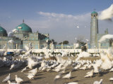 Famous White Pigeons at the Shrine of Hazrat Ali  Afghanistan