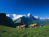 Cows in Alpine Meadow with Fiescherhorner and Eiger Mountains Beyond  Swiss Alps  Switzerland