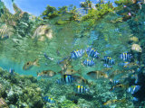 Crowd of Tropical Reef Fish Including Scissortail Sergeants and Grunts  Solomon Islands