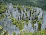 Limestone Pinnacles on Mount Api  Gunung Mulu National Park  Sarawak  Island of Borneo  Malaysia