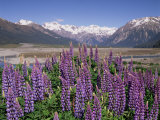 Wild Lupin Flowers (Lupinus) with Birdwood Mountains Behind  South Island  New Zealand
