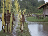 Village Boys Carrying Palm Stems to be Used for Basket Making  Irian Jaya  Indonesia