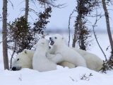 Polar Bear with Cubs  (Ursus Maritimus)  Churchill  Manitoba  Canada