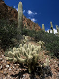 Teddy Bear Cholla (Opuntia Bigelovii)  and Saguaro Cacti  Tonto National Monument  Arizona  USA
