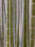 Close-Up of Stems  Bamboo Forest  Sagano  Kansai Region  Island of Honshu