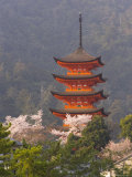Cherry Blossoms (Sakura) and Famous Five-Storey Pagoda Dating from 1407  Island of Honshu  Japan