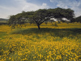 Acacia Tree and Yellow Meskel Flowers in Bloom after the Rains  Green Fertile Fields  Ethiopia