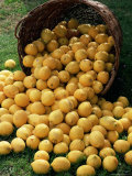 Lemons Spilling from a Basket  Lemon Festival  Menton  Provence  France