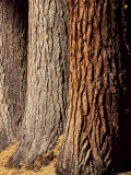 Close-Up of the Trunks and Bark of a Grove of Giant Sequoias  California  USA