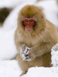 Young Japanese Macaque  in the Snow  Joshin-Etsu National Park  Honshu  Japan