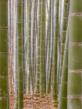 Close-Up of Stems  Bamboo Forest  Sagano  Kansai Region  Island of Honshu