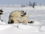 Polar Bear with a Cub  (Ursus Maritimus)  Churchill  Manitoba  Canada