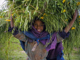 Portait of Local Girl Carrying a Large Bundle of Wheat and Yellow Meskel Flowers  Ethiopia