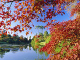 Sheffield Park Garden  the Middle Lake Framed by Scarlet Acer Leaves  Autumn  East Sussex  England