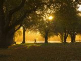 Man Walking Under Trees  Hagley Park  Christchurch  Canterbury  South Island  New Zealand  Pacific