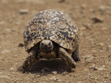 Leopard Tortoise (Geochelone Pardalis)  Kruger National Park  South Africa  Africa