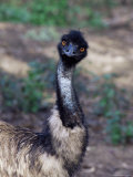 Emu (Dromaius Novachollandiae) in Captivity  Airlie Beach  Queensland  Australia  Pacific