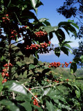 Close-up of Coffee Plant and Beans  Lago Atitlan (Lake Atitlan) Beyond  Guatemala  Central America
