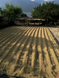 Coffee Beans Drying in the Sun  San Pedro  Atitlan Lake  Guatemala  Central America