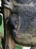 Baby Koala Bear (Phascolarctos Cinereus) in Pouch  Brisbane  Queensland  Australia  Pacific
