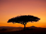 Acacia Tree Silhouetted at Dawn  Masai Mara Game Reserve  Kenya  East Africa  Africa