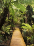 Boardwalk Through Rainforest  Maits Rest  Great Otway National Park  Victoria  Australia  Pacific