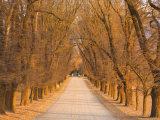 Elm Tree Alley  Wahgunyah  Victoria  Australia  Pacific