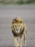 Lion (Panthera Leo) Walking Towards Camera  Serengeti National Park  Tanzania  East Africa  Africa