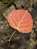 Red Aspen Leaf with Water Drops  Near Telluride  Colorado  United States of America  North America