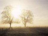 Backlit Trees and Morning Fog  Lechrain  Landsberg  Germany  Europe