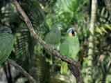Parrots as House Pets at Local Restaurant  Caripe  Venezuela  South America