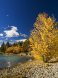 Shore of Lake Wanaka  Wanaka  Central Otago  South Island  New Zealand  Pacific