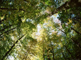 Sugar Maple Trees in Autumn  Shot with Fisheye Lens  Bavaria  Germany  Europe