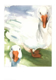 Geese