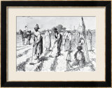 Cotton Culture  Covering the Seed  from 