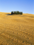 Copse of Cypress Trees in a Harvested Field in Summer  Near Siena  Tuscany  Italy