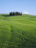 Copse of Cypress Trees in a Field in Spring  Near Siena  Tuscany  Italy