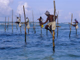 Stilt Fishermen at Welligama  South Coast  Sri Lanka  Indian Ocean  Asia
