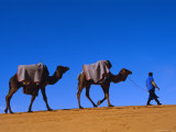 Camel Train Through Desert  Morocco  North Africa