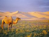 Camel  Gobi Desert National Park  Khongoryn Els Dunes  Omnogov  Mongolia  Asia