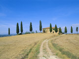 Dirt Track Leading to Farmhouse Behind Row of Cypress Trees  Tuscany  Italy