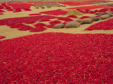 Picked Red Chilli Peppers Laid out to Dry  Rajasthan  India
