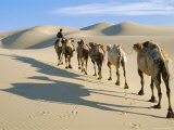 Camel Caravan  Omnogov  Gobi Desert  Khongoryn Els Dunes  Mongolia