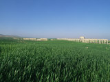 Archaeological Site of Apamea  Syria  Middle East