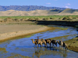 Camel Caravan  Khongoryn Els Dune  Gobi Desert National Park  Omnogov  Mongolia