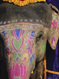 Decorated Elephant  Rajasthan  India