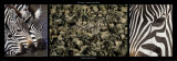 Zebras Migration