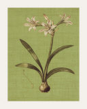 Botanica Verde I