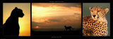 Cheetah at Sunset